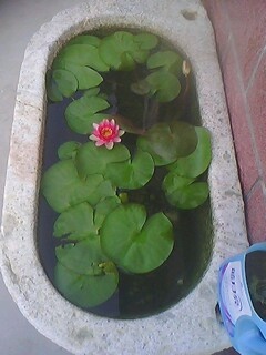 IMG0015A.jpg