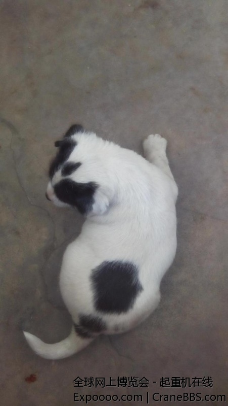 我们跟车的小狗