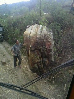 IMG0503A.jpg