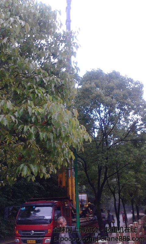 山上吊树 往了这树多重了