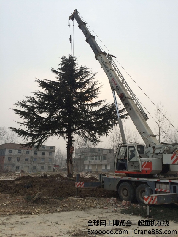 吊树，这个树可不轻