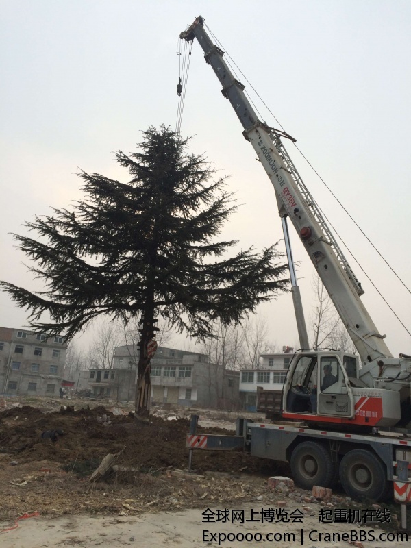 吊树，这个树可不轻