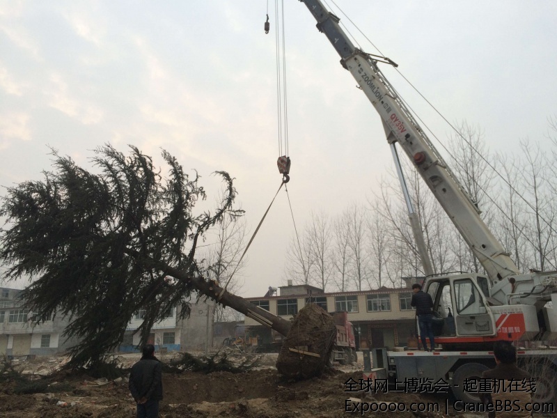 吊树，这个树可不轻