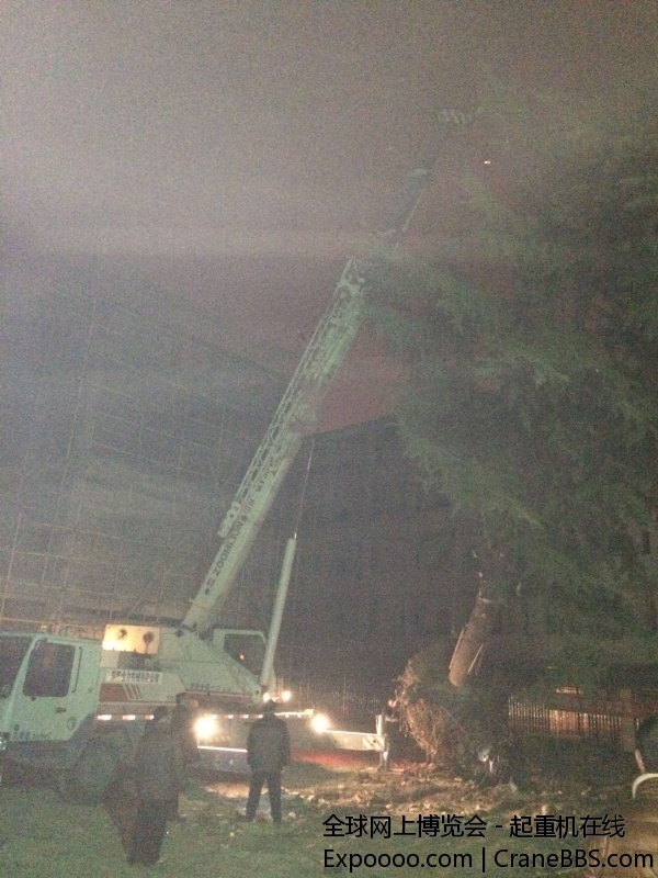 吊树，这个树可不轻