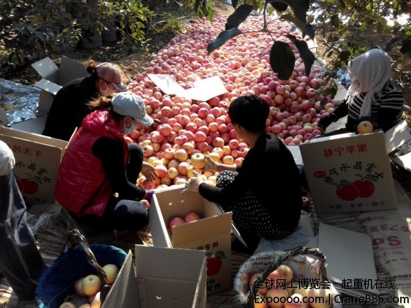 帮老大家收苹果