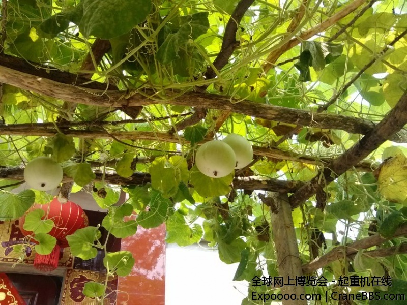 以前我家也种过