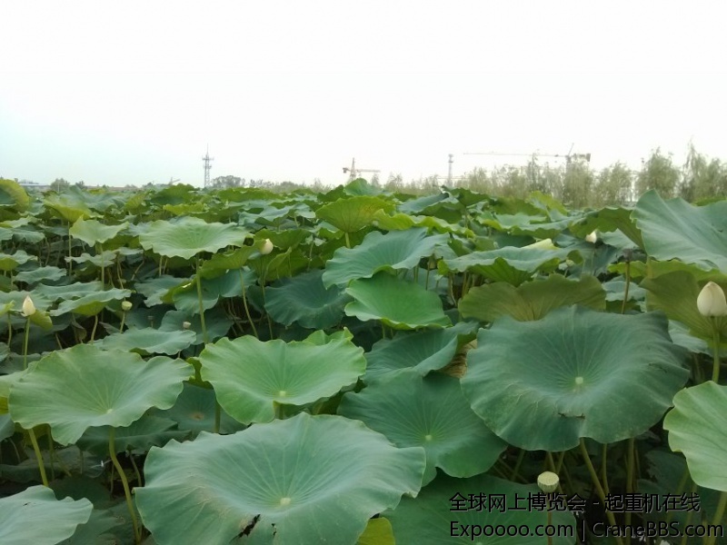 去采莲子顺便采点藕吃