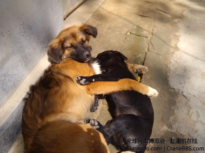 沙厂狗，黑的是母，黄是是公，公的前几天补驽给打挂了，味道不错~~~呵呵。。小黑守寡中